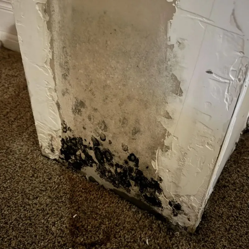 Professional Mold Removal in Eddy County, ND